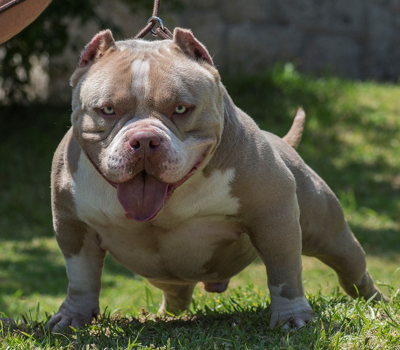 Pitbull Dog Price In India​