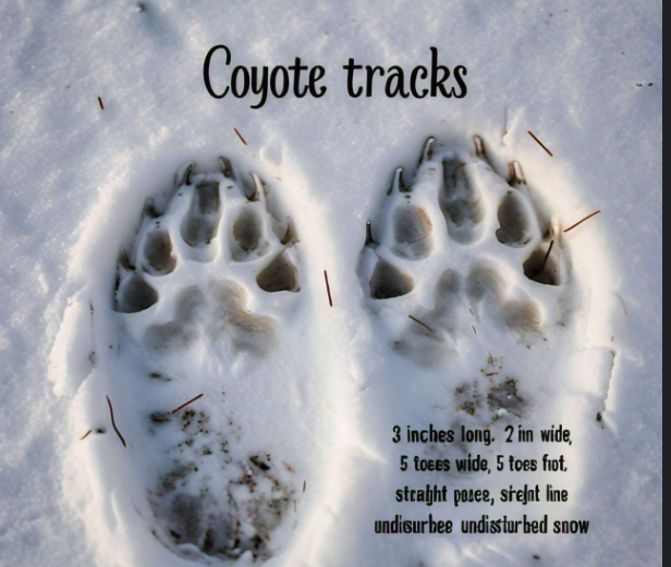 Coyote Tracks