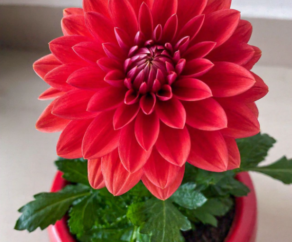 Do Emphoriums Get New Red Flowers